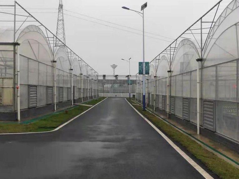 臨邑連棟溫室大棚
